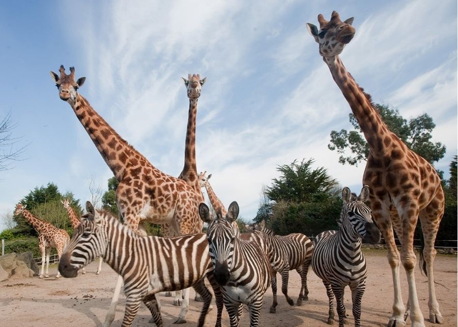 Belfast Zoo Changing Places Sync Living N Ireland